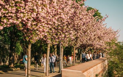 Cherry Blossoms in Buda Castle District